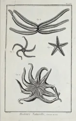 Søstjerner, illustration fra 