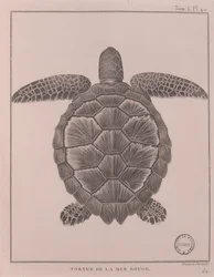 Skildpadde fra Det Røde Hav, illustration fra 