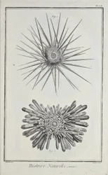 Urchins, illustration fra 