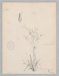 Blomstrende plante