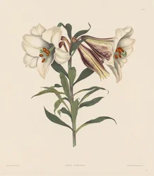 Et udvalg af hexandriske planter, der tilhører den naturlige orden Amaryllidae..., 1831-1832.