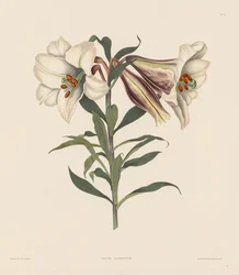 Et udvalg af hexandriske planter, der tilhører den naturlige orden af Amaryllidae og Liliacae: Japansk lilje