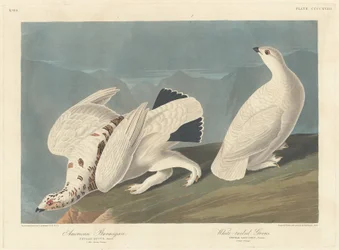 Amerikansk fjeldrype og hvidhalet skovhøne, 1838.