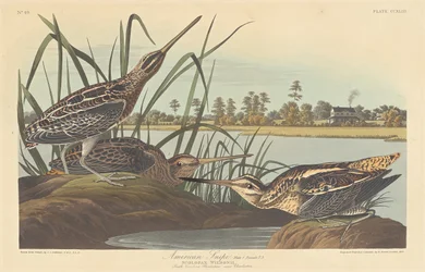Amerikansk Snipe, 1835.