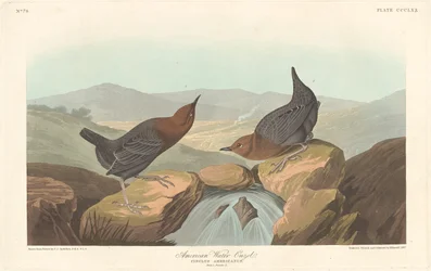 American Water Ouzel, 1837.