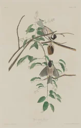 Sorthættet mejse, 1833.