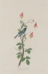 Sortstrubet blåsanger, 1832.