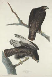Sort kriger, 1830.