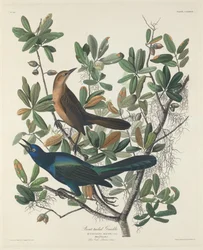 Bådhalet trupial, 1834.
