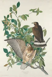 Bredvinget våge, 1830.