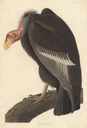 Californisk grib, 1838.