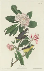 Canadasanger, 1831.