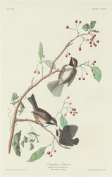 Canadisk mejse, 1834.