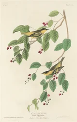 Kulsyresanger, 1829.