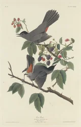 Kattefugl, 1832.