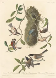 Kastanjerygmejse, sorthættet mejse og kastanjekronet mejs, 1837.