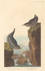 Columbian Water Ouzel og Arctic Water Ouzel, 1838.