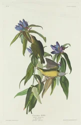 Connecticut Warbler, 1832.