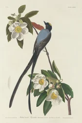 Gaffelhalefluesnapper, 1833.