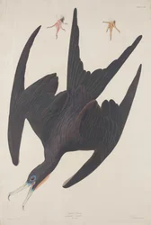 Fregat Pelican, 1835.