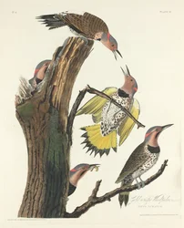 Guldvinget spætte, 1828.
