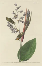Gylden-Krested Wren, 1833.
