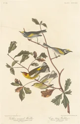 Guldvinget Warbler og Cape May Warbler, 1838.