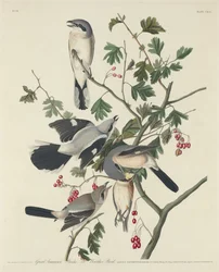 Great American Shrike eller Butcher Bird, 1834.