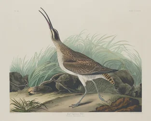 Store Curlew Eskimoer, 1835.