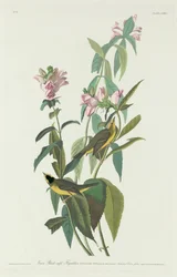 Grøn sortkappet fluesnapper, 1831