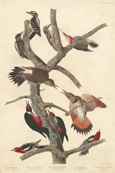 Behåret spætte, 1838.
