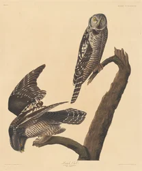 Høgugle, 1837.