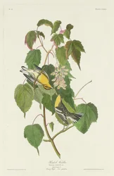 Hemlock Warbler, 1832.
