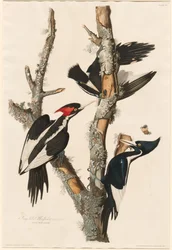 Elfenbensnæbbet spætte, 1829.