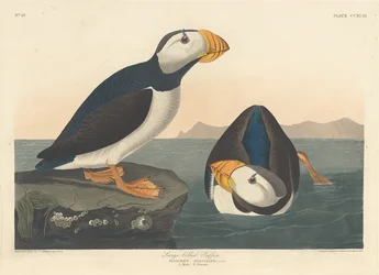 Stornæbbet Lunde, 1836.