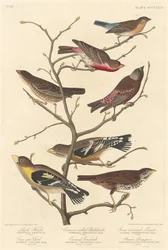 Lazuli Finch, 1838.