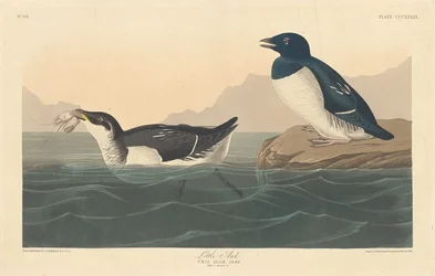 Lille Auk, 1836.