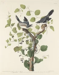 Tømmerhovedet Shrike, 1829.