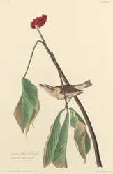 Louisiana vanddrossel, 1827.