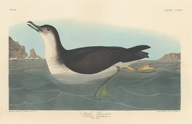 Manks Shearwater, 1836.