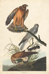 Marsh Hawk, 1837.
