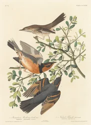 Bjergspottefugl og varieret drossel, 1837.