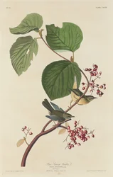 Fyrresumpsanger, 1832.