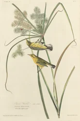Præriesanger, 1827.