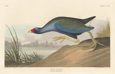Lilla Gallinule, 1836.
