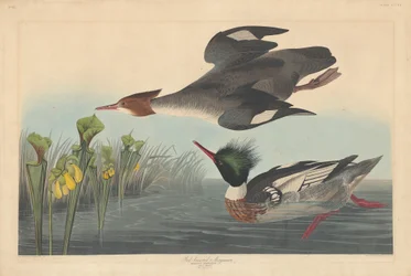 Rødbryst Merganser, 1838.