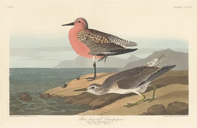 Rødbrynet sandløber, 1836.