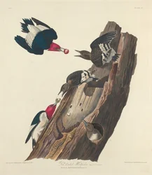 Rødhovedet spætte, 1828.