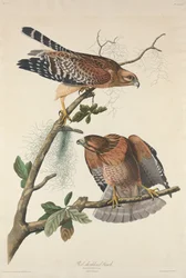 Rødskuldret høg, 1829.