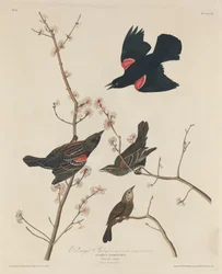 Rødvinget stær, 1829.